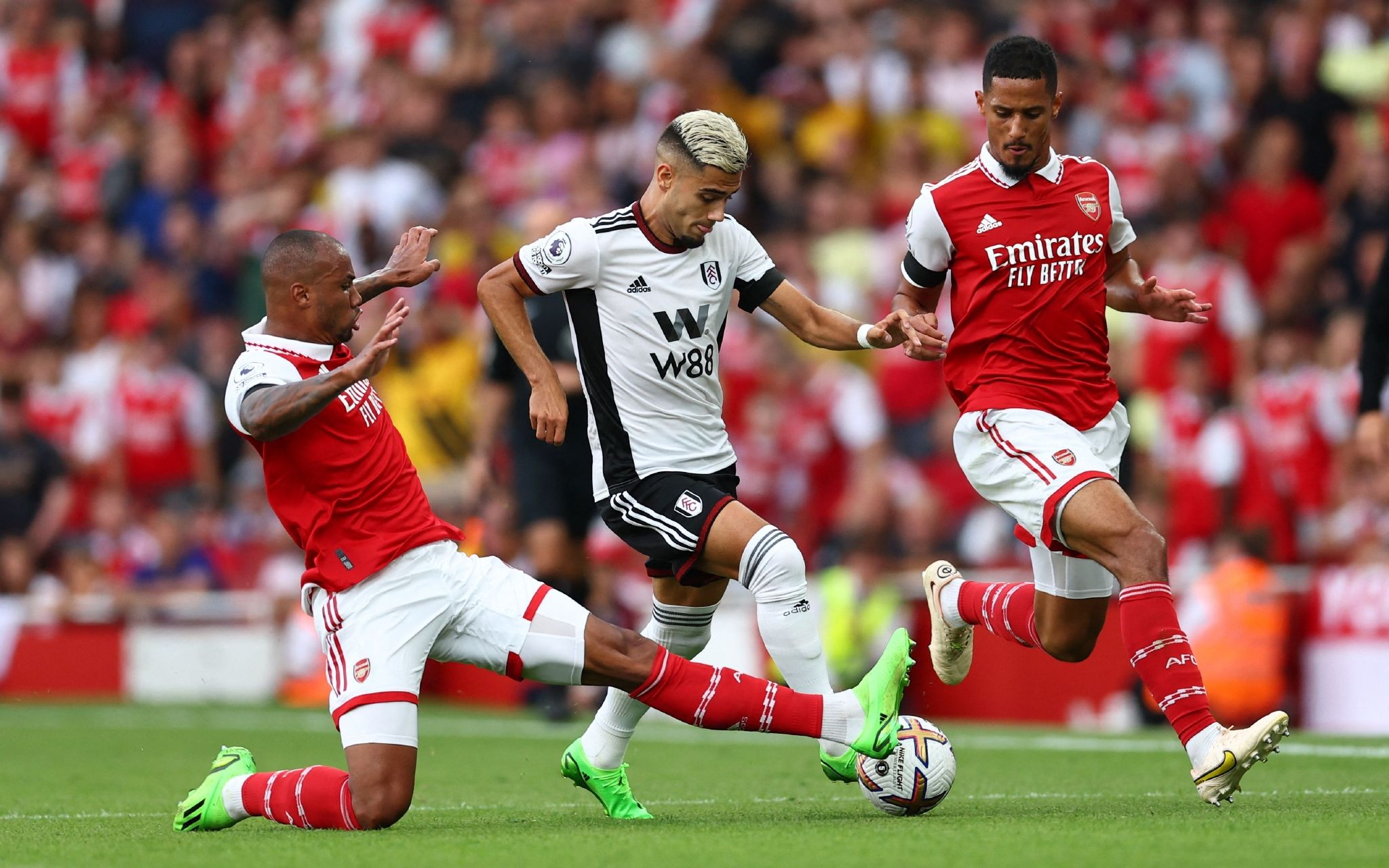 全球的羽毛 全球的羽毛